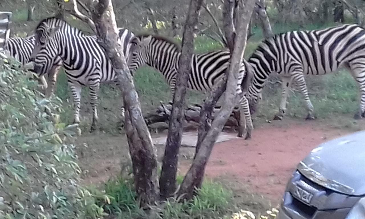 Nanisto Bush Lodge Марлот-Парк Екстер'єр фото