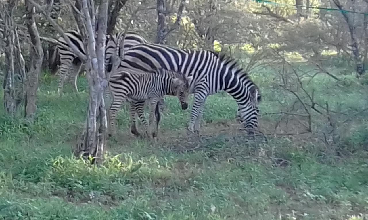 Nanisto Bush Lodge Марлот-Парк Екстер'єр фото