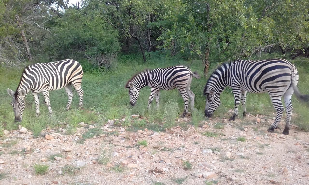 Nanisto Bush Lodge Марлот-Парк Екстер'єр фото